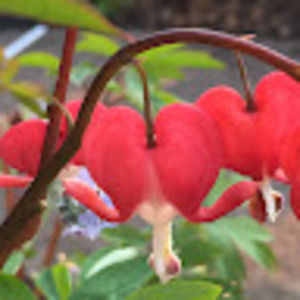 Meet your Posher, Ying